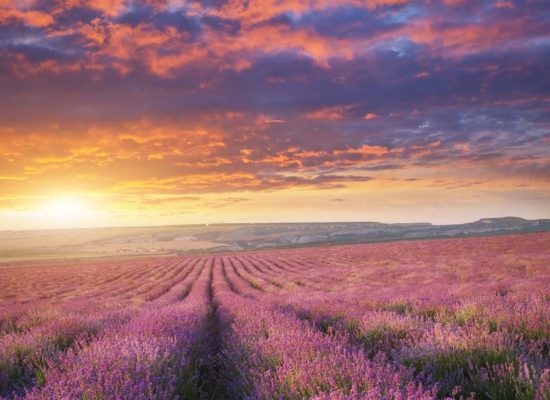 Meadow of lavender at sunset. Nature composition.