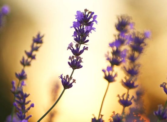 Selective focus of beautiful aromatic violet gentle flowers blooming in countryside farmland. Scenic yellow summer sunset on background. Concept of nature beauty, aromatherapy.